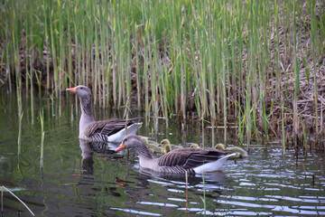 Eine Familie Graugänse mit ihrem Nachwuchs an einem Teich.