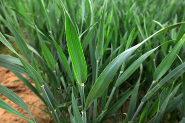 Fototapeta na wymiar Vigorous growing wheat, North China Plain