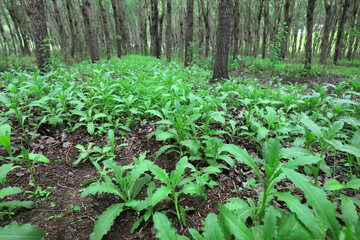 Wild green plants in woodland, North China