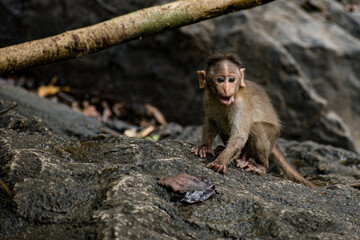 Closeup shot of a bonnet macaque sitting on the stone