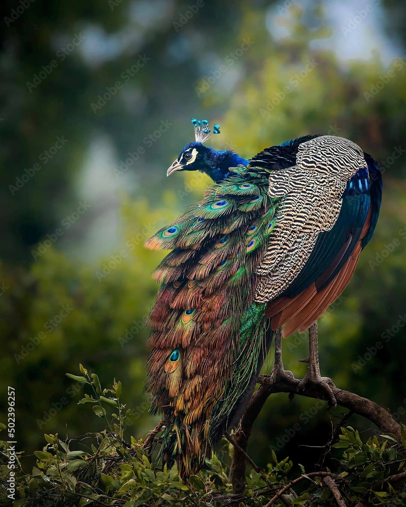 Poster closeup of a peacock standing on a tree with its colorful tail