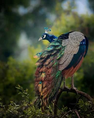 Fototapeten Closeup of a peacock standing on a tree with its colorful tail © Shoaib Aslam/Wirestock Creators