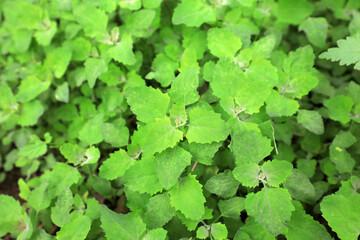 Wild green plants in woodland, North China