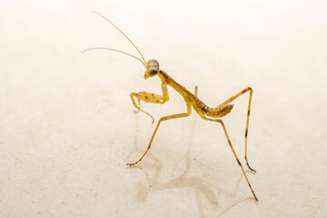 The hatching mantis of North China
