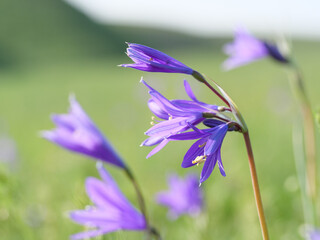 Bluebell flowers on the field. Blurred background. Macro photography. © Alexandr_kort