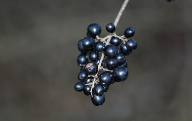 Die Früchte von einem Liguster. Schwarze Ligusterfrüchte.
