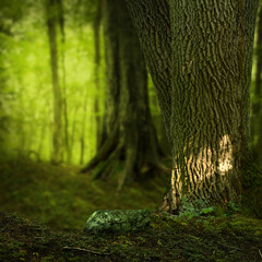 Shady forest landscape with old trees and light green blurry background
