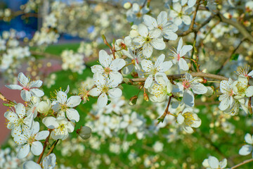 Plum full blossom and the background of the blue sky ,white flowers in the spring, plum tree in blossom.Selective focus