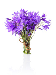 A small bouquet of bluebell flowers. Isolated photo.