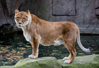 Female maneless lion on rocks in the Rotterdam Zoo (Diergaarde Blijdorp) in the Netherlands