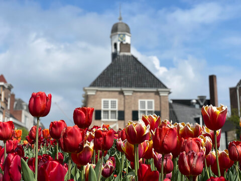 Tulips in the old town of Almelo