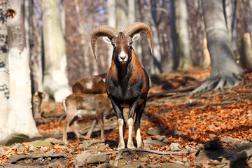 Beautiful shot of a mouflon in a forest during the day - obrazy, fototapety, plakaty