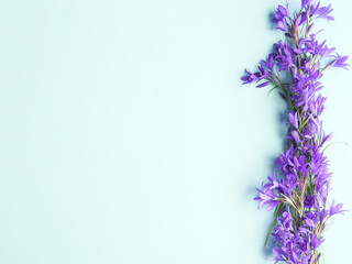 Bluebell flowers on a blue background. © Alexandr_kort