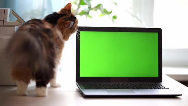 Tricolor fluffy cat stands on a table of the house near the window, rubbing its muzzle against a laptop with a green screen and wagging its tail. Concept of modern technology and pets. Chroma key 