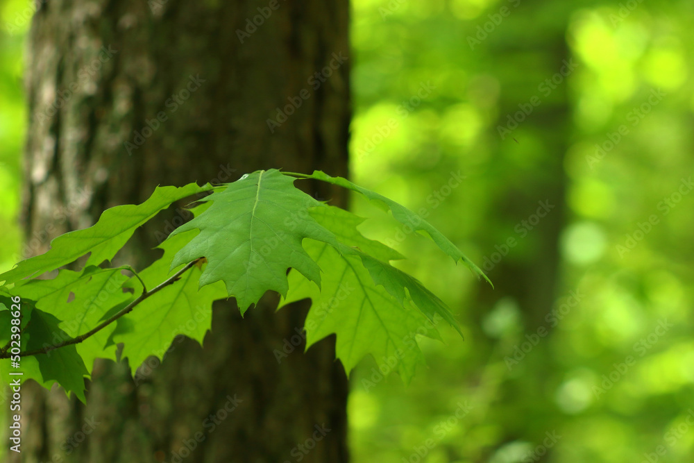 Poster close-up shot of green leaves on a tree branch in the forest in spring