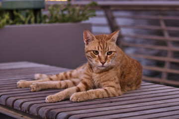 Selective focus shot of a ginger striped Arabian Mau cat lying on a bench outdoors