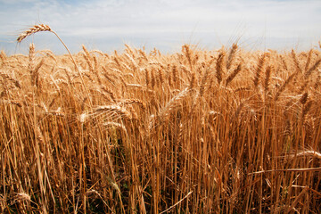 Closeup shot of stems in a wheat field under a cloudy skyline