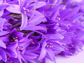 Bluebell flowers on a purple background. Copy space.