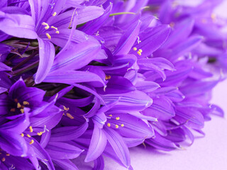 Bluebell flowers on a purple background. Copy space.