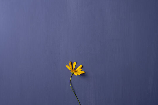 Margarita amarilla sobre fondo azul intenso