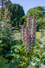 Acanthus hungaricus high flowering plant, herbaceous purple white green flower in bloom on stem