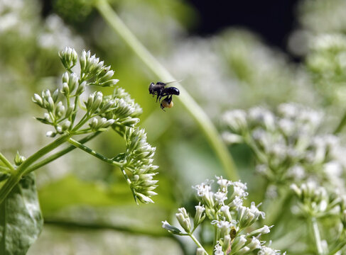 Native sugarbag bee flying over a white pignut flower