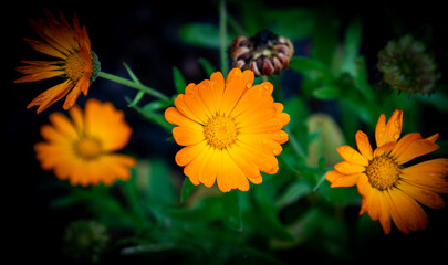 Closeup shot of beautiful Pot marigold flowers in the garden