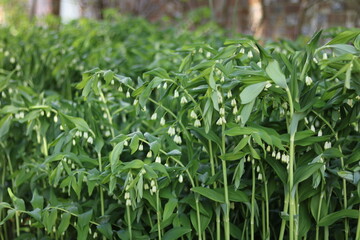 Full frame springtime image of polygonatum with wall in background