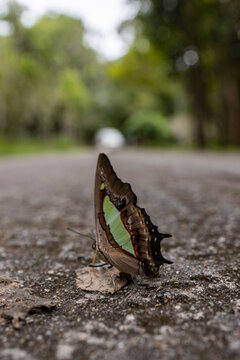 Closeup of a Great Nawab (Polyura eudamippus) butterfly on the ground in a park