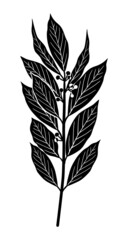 Bay leaves. Black silhouette of a branch with leaves of a laurel tree isolated on a white background. Vector illustration.