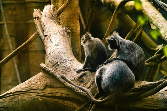 Closeup shot of mangabey monkeys watching into one direction, while being on a big tree branch