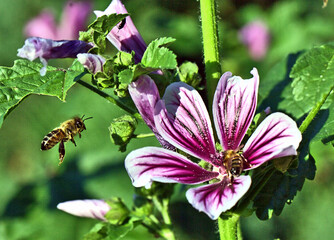 Bee flying to a mallow in a sunny garden