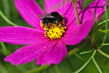 Bumblebee on a cosmos flower