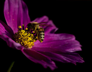 Bee pollinating on a purple flower