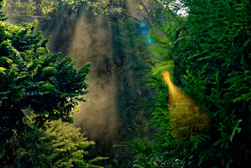 View of the sunlight reflection in a forest