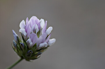Closeup shot of milkvetch on the grey background