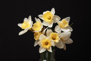 Fototapeta na wymiar yellow daffodils on black background