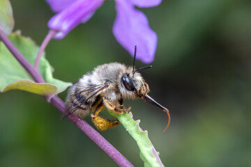 A bumblebee lives on a wild plant in North China