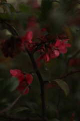 Red Blossoms in Green Foliage