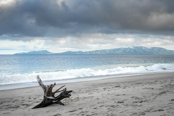 Fototapeta na wymiar Tree trunk driftwood at the seashore
