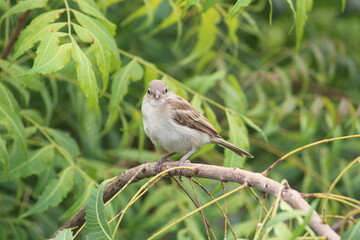 cute little house sparrow on a green neem tree branch