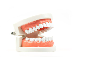 Teeth model isolated on white background, High definition