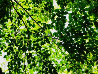Fototapeta na wymiar 新緑の背景　夏の日差しに透ける木の葉
