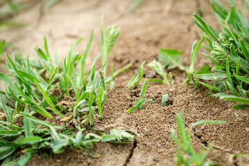 Close-up image of anthill in soil. Picture of an anthill built in the ground in close-up.