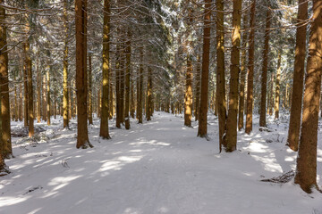 Winter hiking trail in the Thuringian Forest