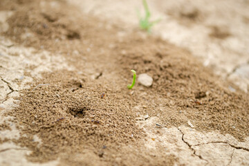 Close-up image of anthill in soil. Picture of an anthill built in the ground in close-up.