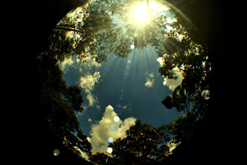  A PERSPECTIVE OF THE FOREST, SEEN FROM BELOW © gustavo