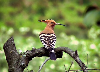 Shallow focus of a Hoopoe perched on a tree branch in the forest © John Graham/Wirestock Creators