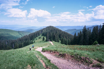 Fototapeta na wymiar Summer in the Carpathian Mountains. Beautiful landscape with green valley and pathway in forest.