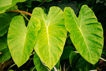 Closeup shot of three adjacent heart-shaped taro leaves
